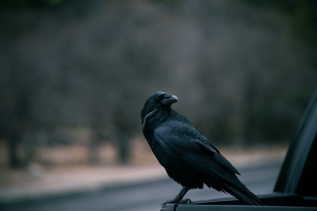 selective focus of a crow