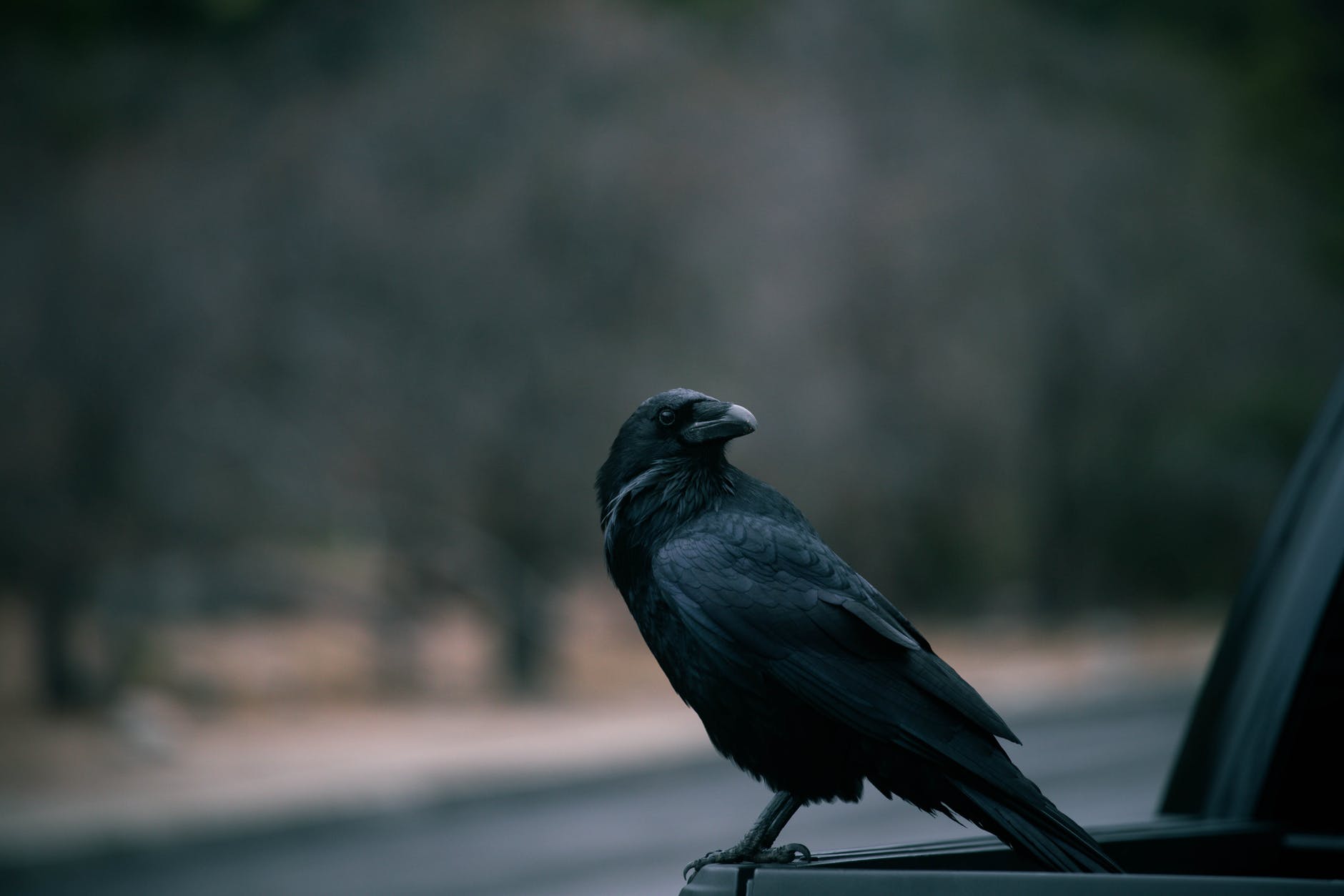 selective focus of a crow