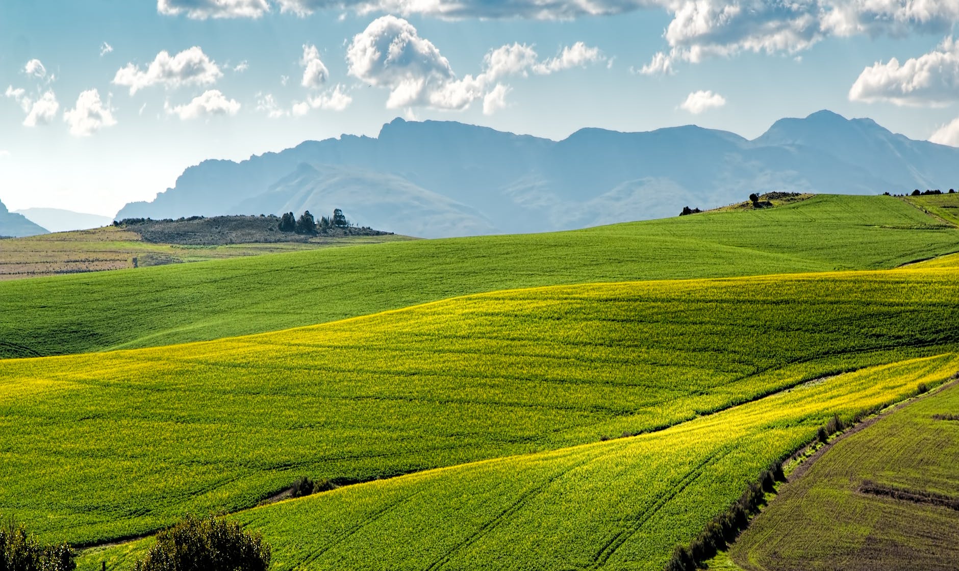 green field