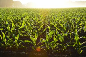 corn field during daytime